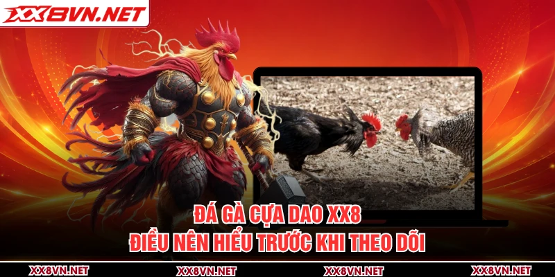 Đá Gà Cựa Dao XX8 - Điều Nên Hiểu Trước Khi Theo Dõi
