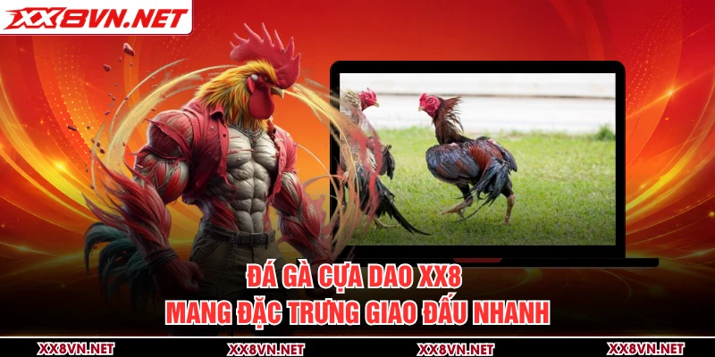Đá gà cựa dao XX8 mang đặc trưng giao đấu nhanh