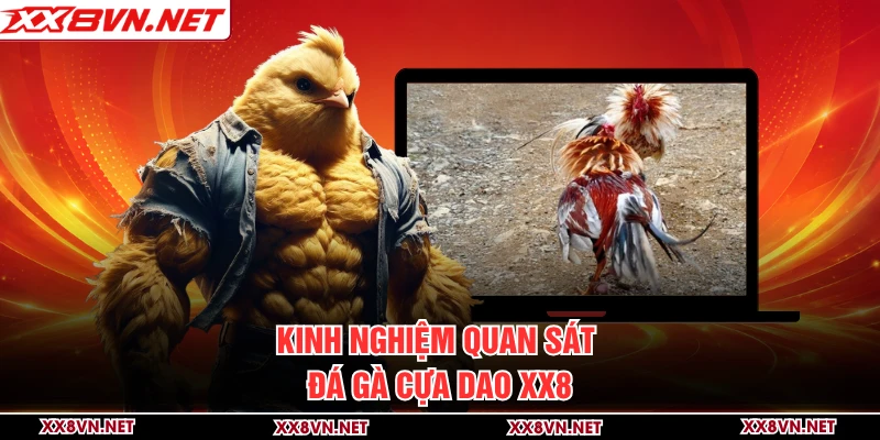 Kinh nghiệm quan sát đá gà cựa dao XX8
